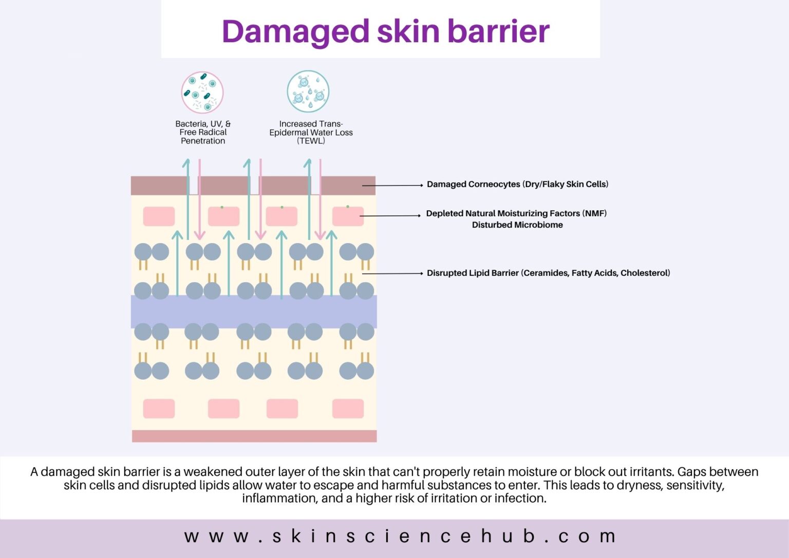 Skin Barrier Damage: How to Fix It Fast