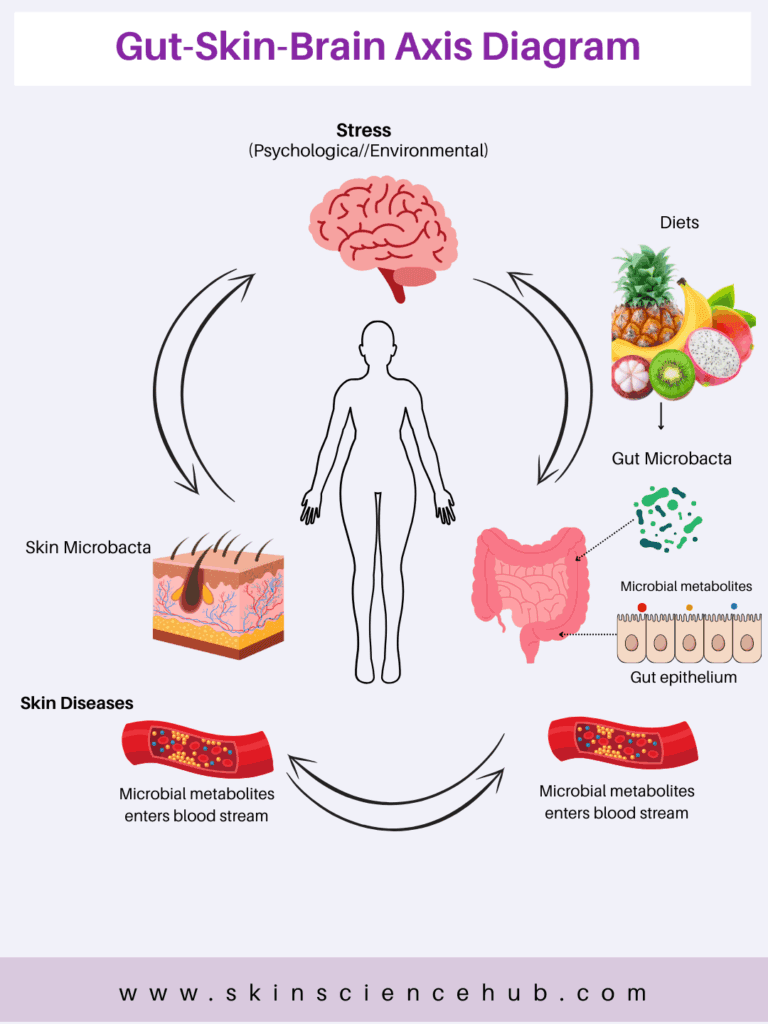 Gut skin brain axis diagram showing connection between digestive health and skin