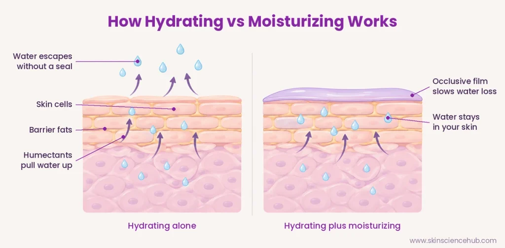 hydrating vs moisturizing diagram showing how humectants and occlusives work in the skin barrier