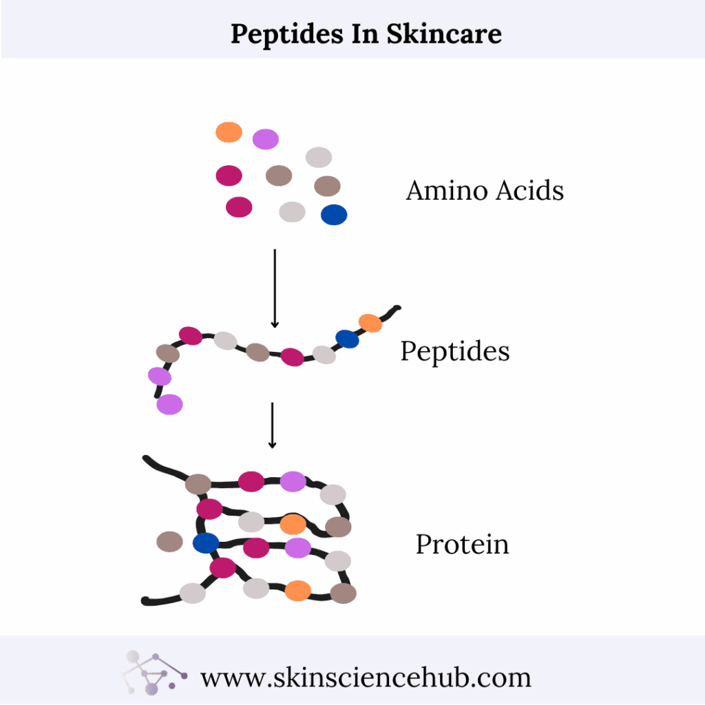 how peptides work in skincare