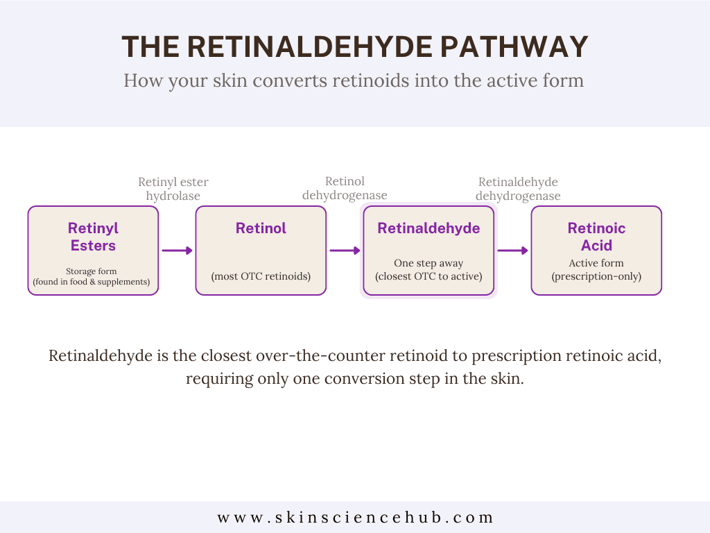 how retinaldehyde works on the skin (1)