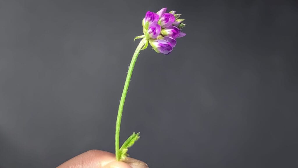 babchi plant Psoralea corylifolia source of bakuchiol