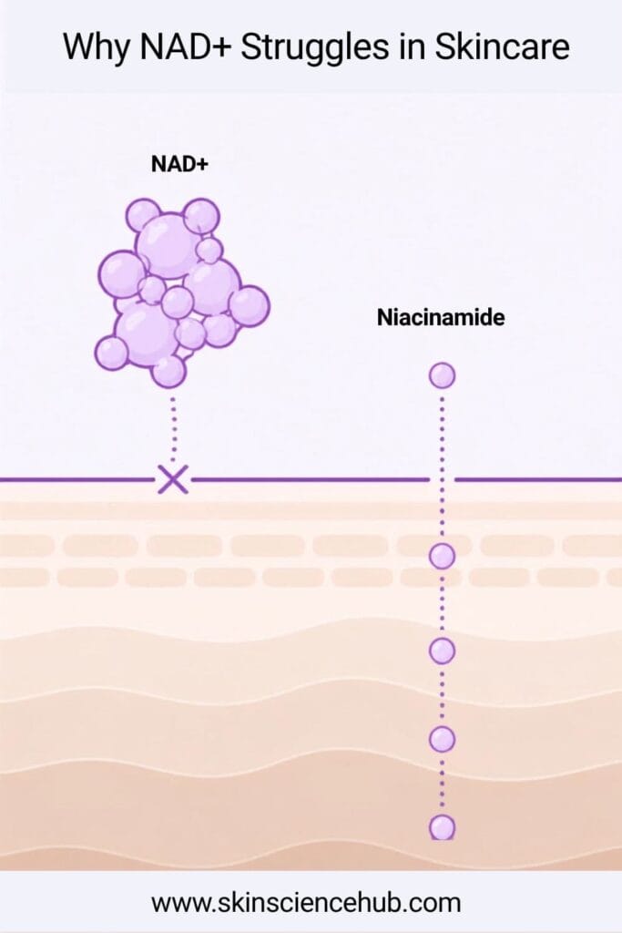 NAD+ molecule size versus niacinamide skin penetration diagram