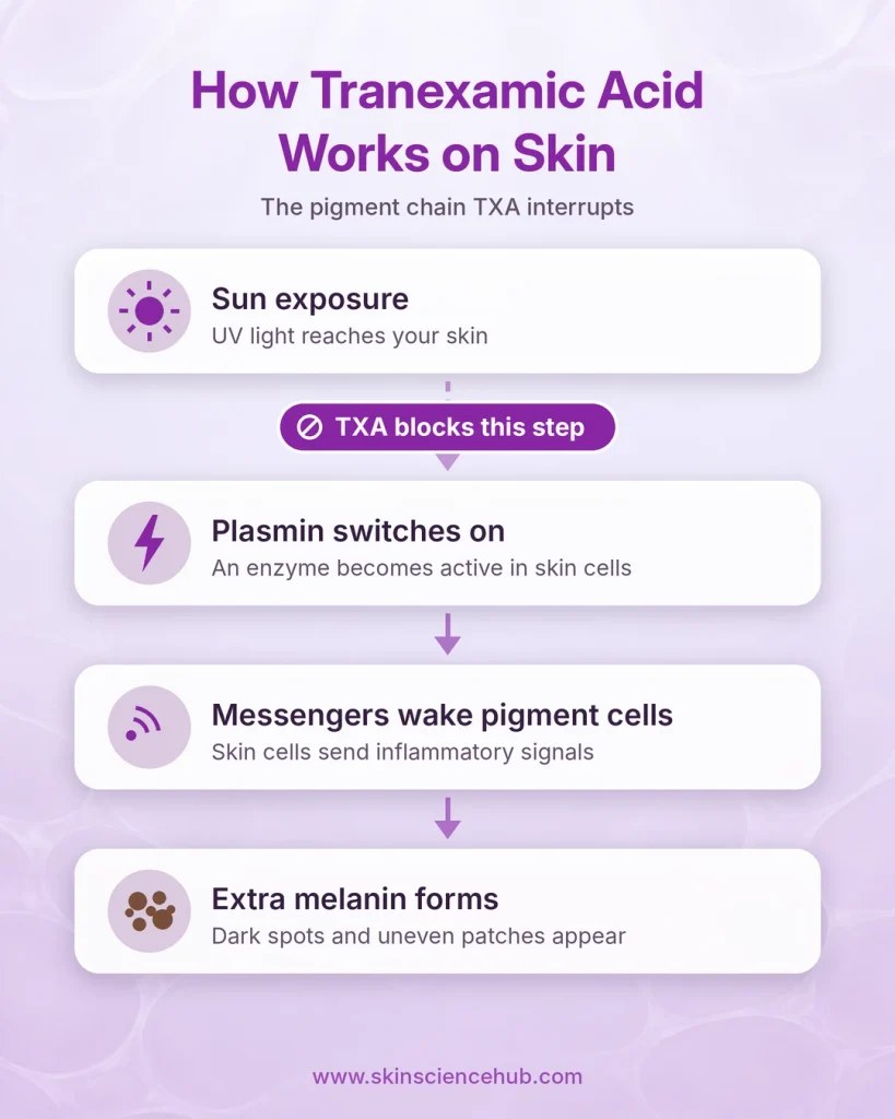 Diagram showing how tranexamic acid for skin blocks plasmin to reduce melanin and dark spots